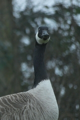 Branta canadensis