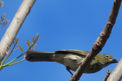 Saltator striatipectus