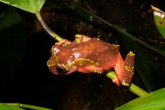 Dendropsophus sarayacuensis