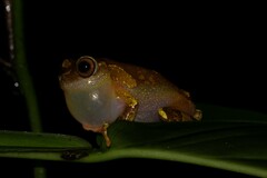 Dendropsophus sarayacuensis