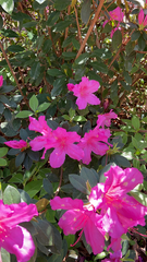 Rhododendron indicum