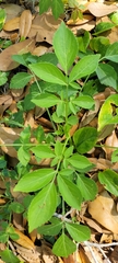 Bidens alba