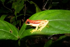 Dendropsophus rhodopeplus