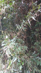 Chusquea ramosissima