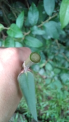 Chusquea ramosissima