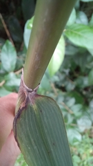 Chusquea ramosissima