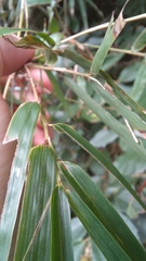 Chusquea ramosissima