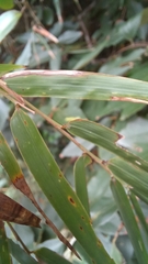 Chusquea ramosissima