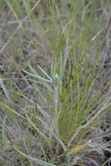 Ranunculus illyricus
