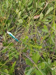 Vaccinium myrsinites