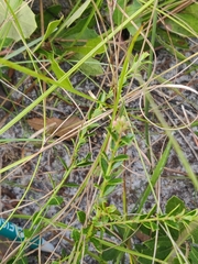 Vaccinium myrsinites