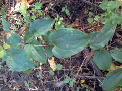 Smilax tamnoides
