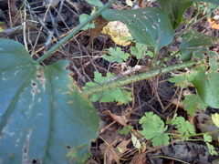 Smilax tamnoides