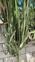 Euphorbia trigona