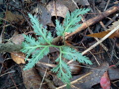 Sceptridium dissectum dissectum