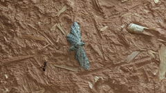 Eupithecia ultimaria