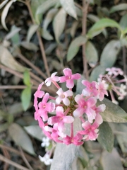 Arachnothryx leucophylla