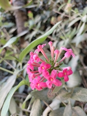 Arachnothryx leucophylla