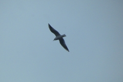 Chroicocephalus ridibundus