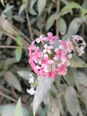 Arachnothryx leucophylla