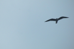 Chroicocephalus ridibundus