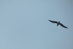 Chroicocephalus ridibundus