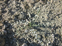 Astragalus tricarinatus
