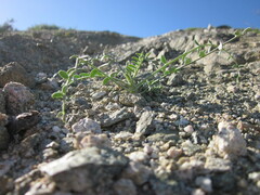 Astragalus tricarinatus