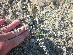 Astragalus tricarinatus