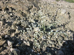 Astragalus tricarinatus