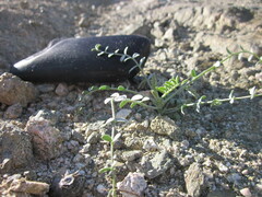 Astragalus tricarinatus