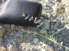 Astragalus tricarinatus