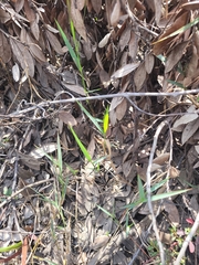 Amphicarpum muehlenbergianum