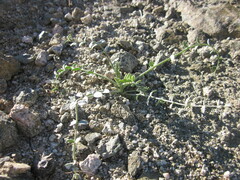 Astragalus tricarinatus