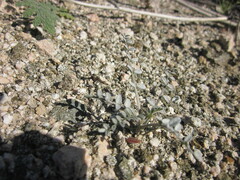 Astragalus tricarinatus