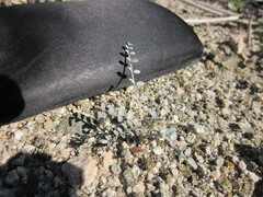 Astragalus tricarinatus