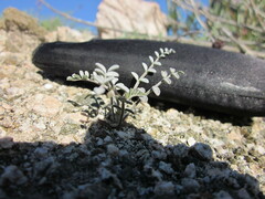 Astragalus tricarinatus