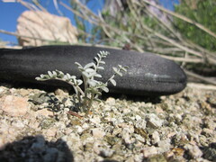 Astragalus tricarinatus