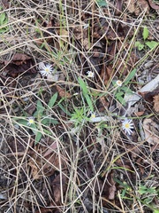 Symphyotrichum simmondsii