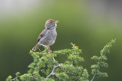 Cisticola fulvicapilla fulvicapilla