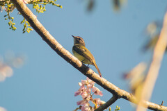 Myiopagis viridicata