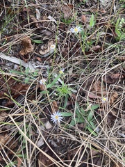 Symphyotrichum simmondsii