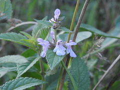 Stachys hispida