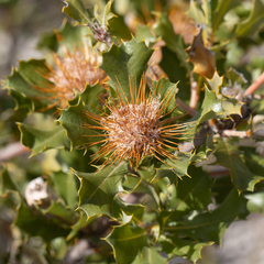 Banksia obovata