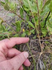 Hypoxis juncea