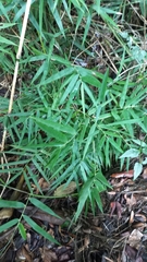 Colanthelia