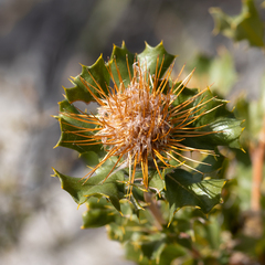 Banksia obovata