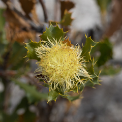Banksia obovata