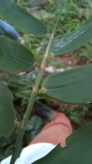 Colanthelia