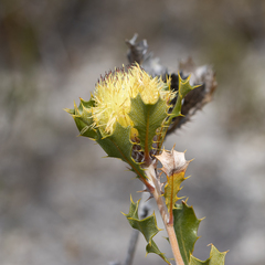 Banksia obovata
